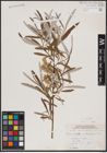 Foto von Salix candida Flüggé ex Willd.